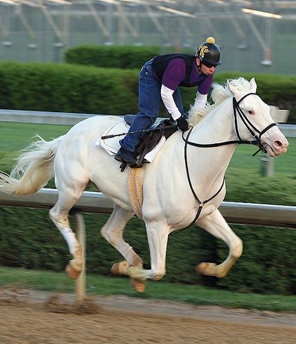 Horses