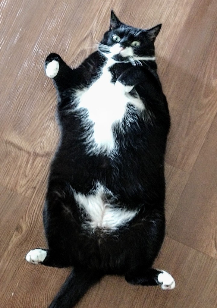 fat
