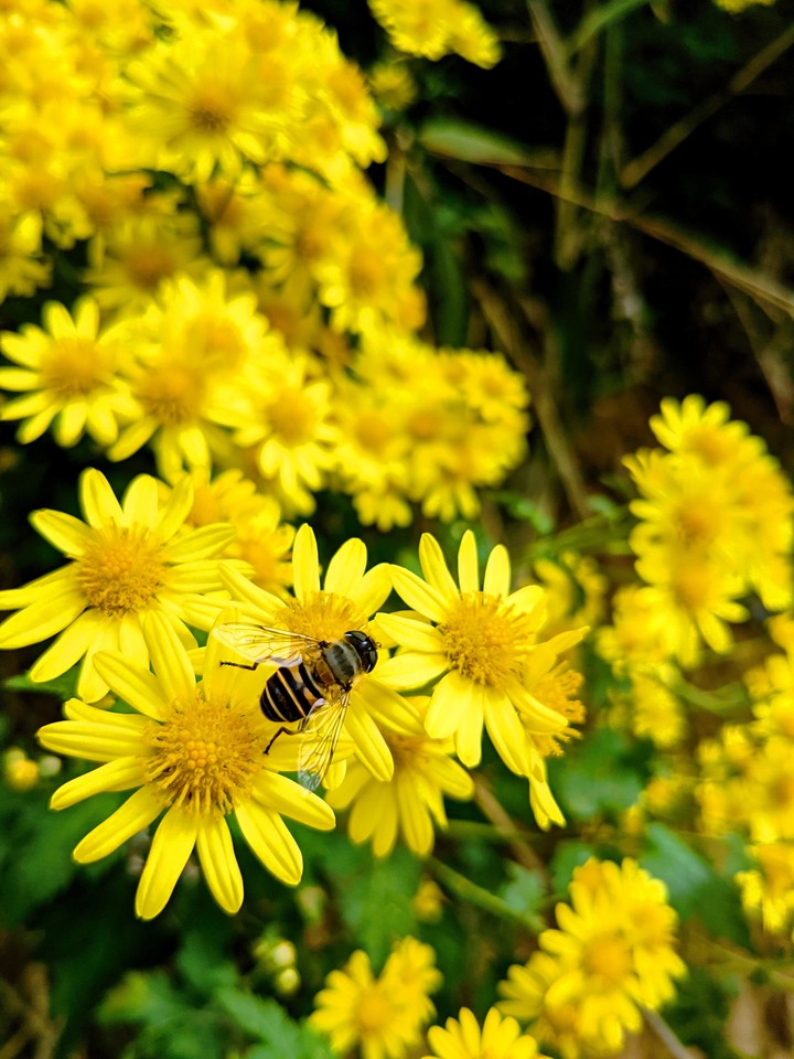 chrysanthemum