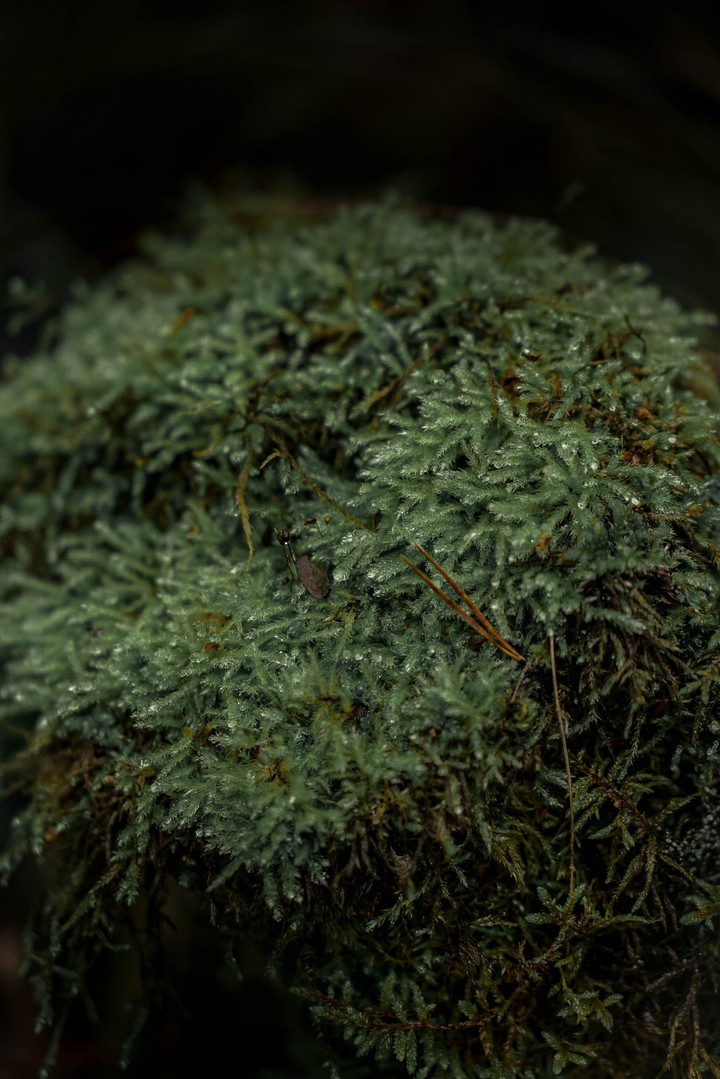 nature. moss