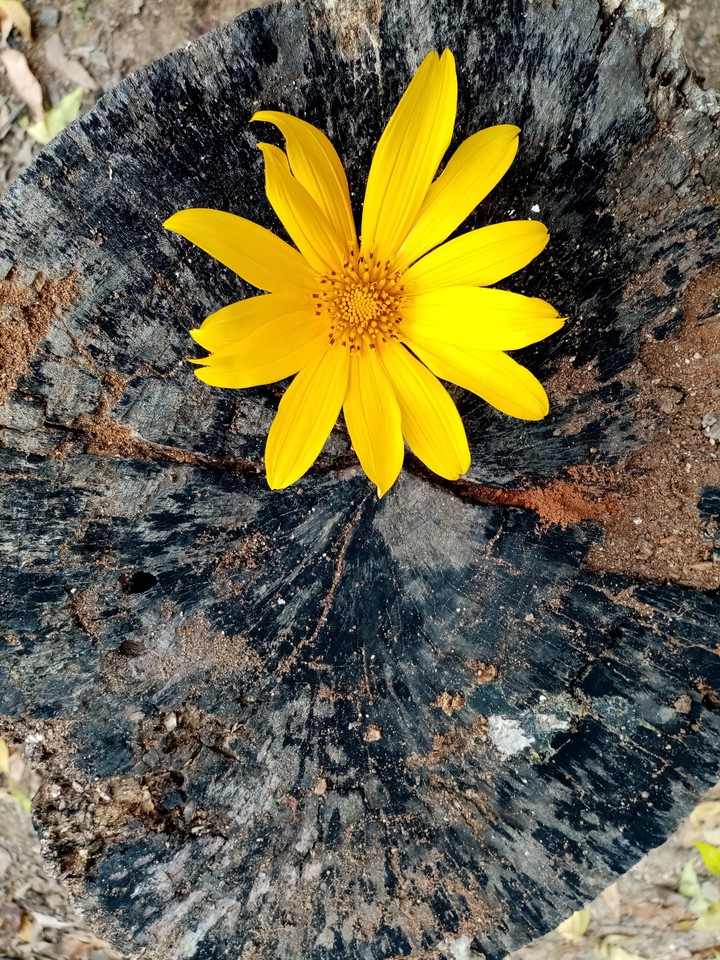 Amarillo y madera