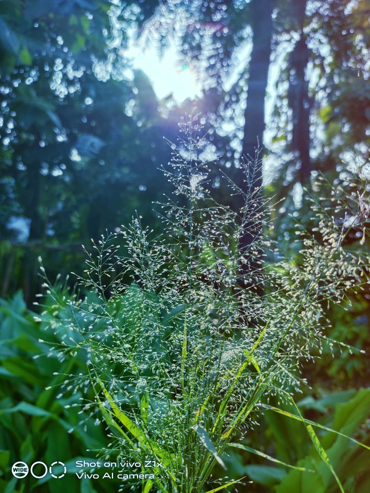 evergreen beauty