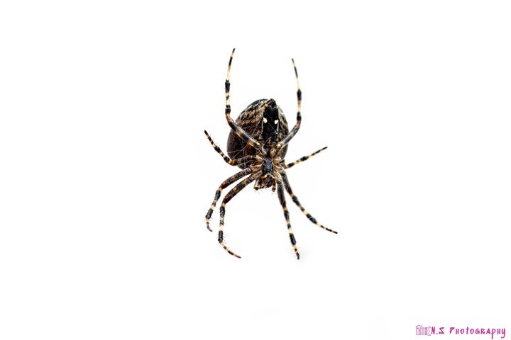 spider