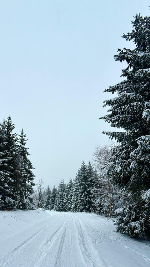 шпалери winter, forest