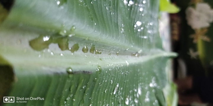 leaf