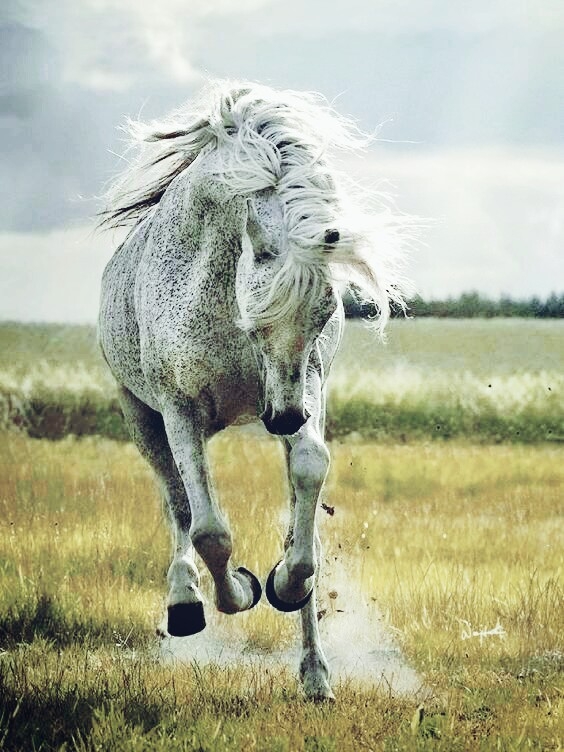 Beautiful Horse♡♡♡