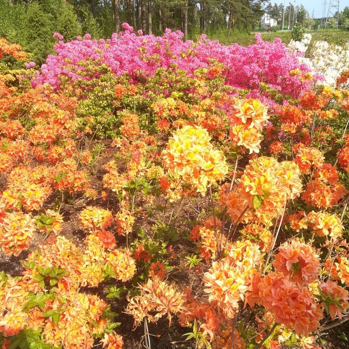Flower colours