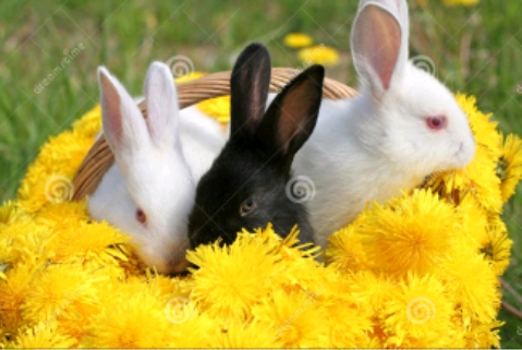 coelhos