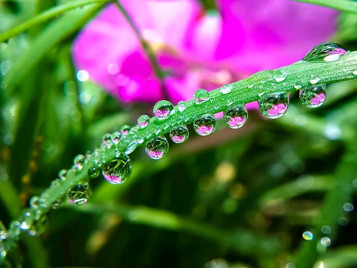 morning dew