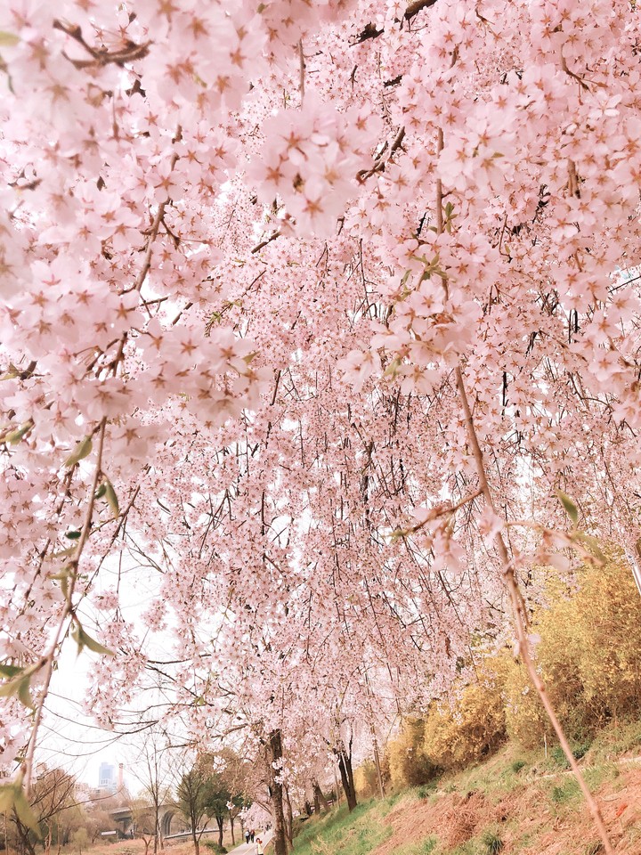 벚꽃