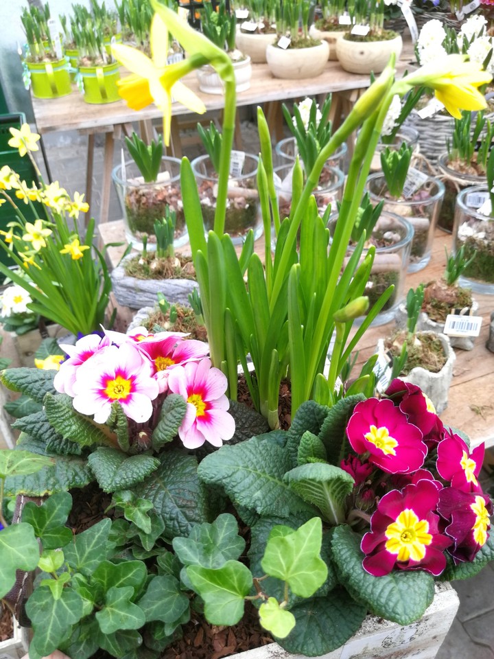 Frühlingsblumen