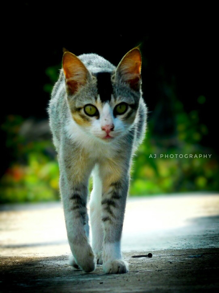 cat