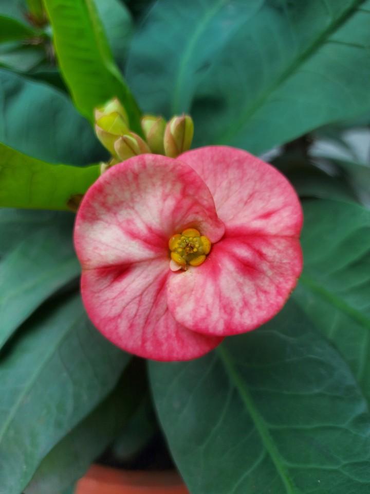 pink flower