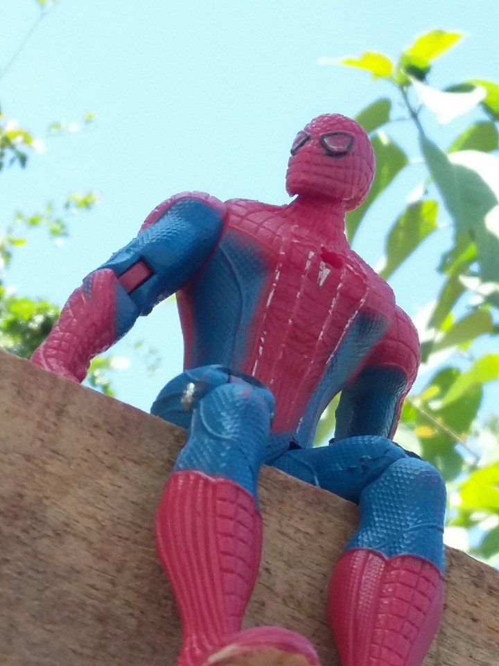 spider