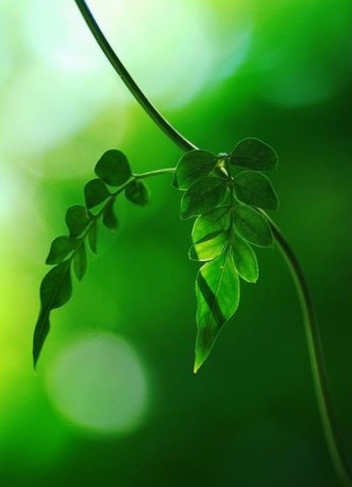 Green leaves