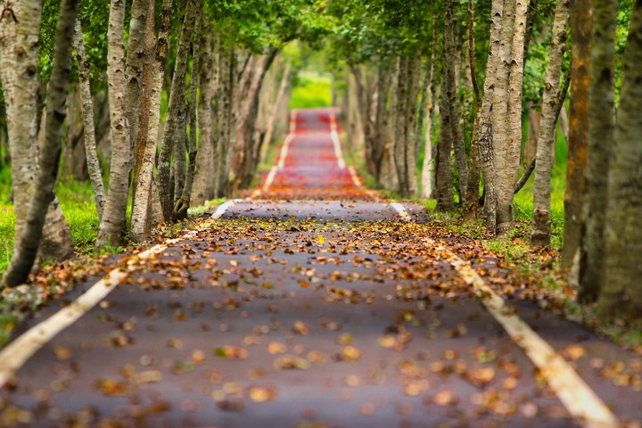 beautiful Road