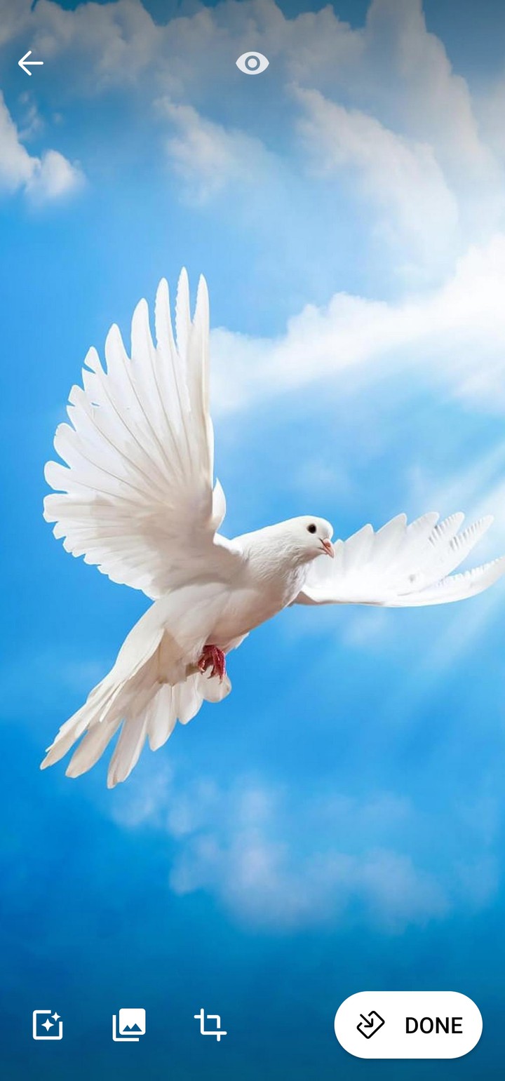 bird