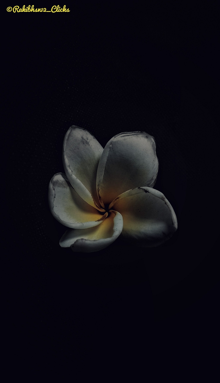 flower in darkness