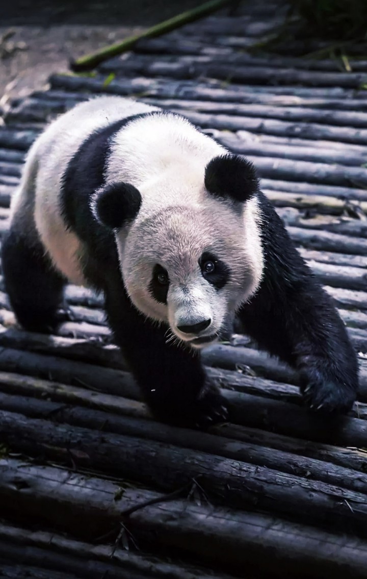panda