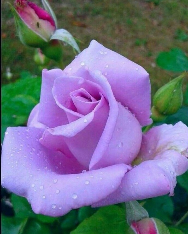 lila Roses