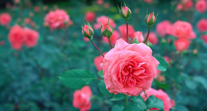 fresh rose for u