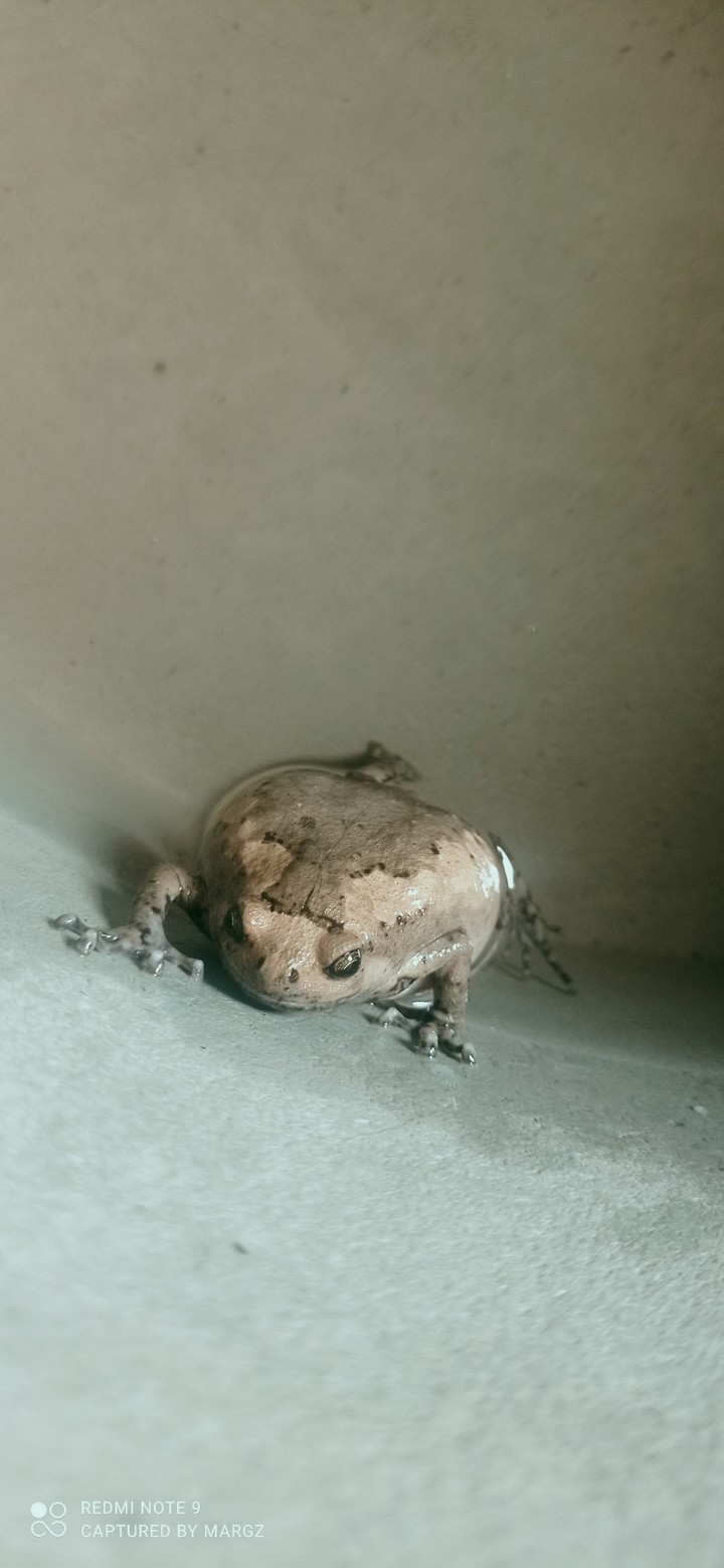 frog