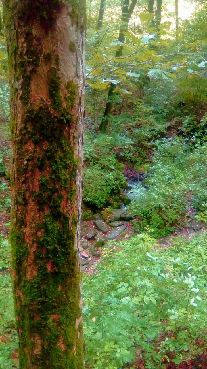 patak