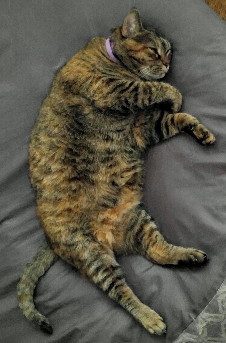 Calico Cat
