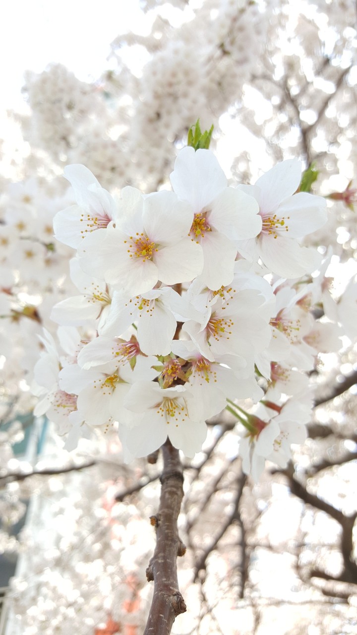 벚꽃