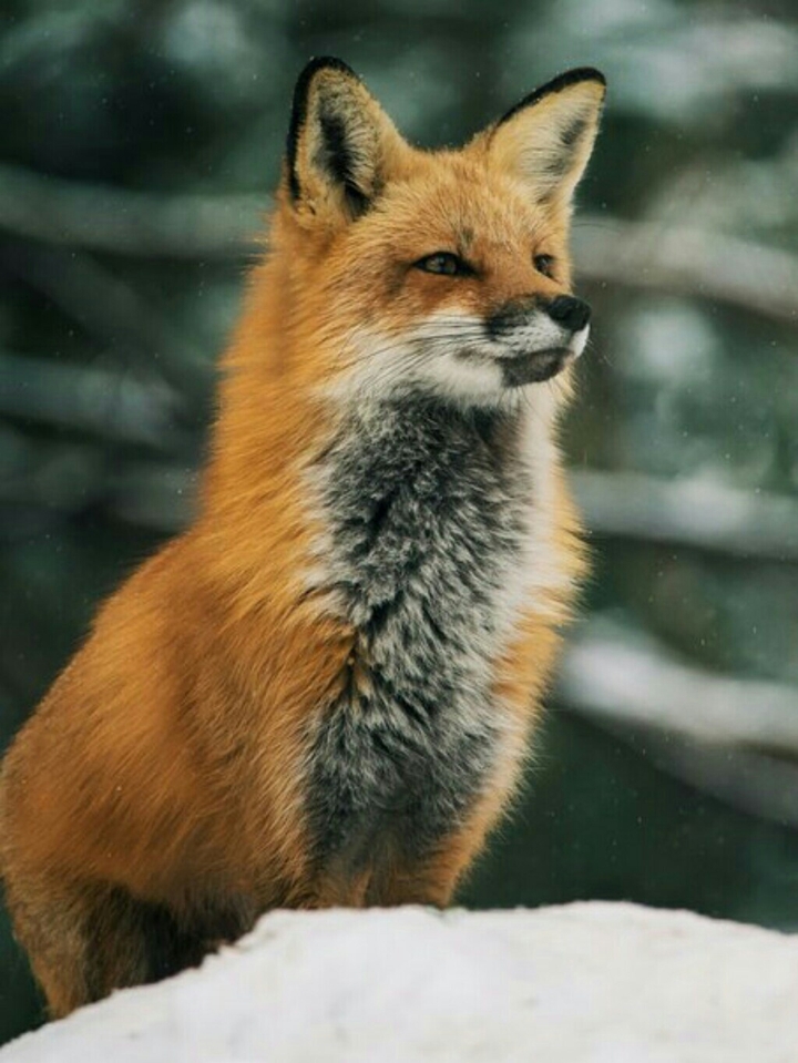 Fox