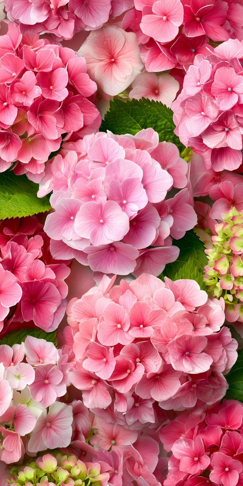sfondi lantanas, hydrangea