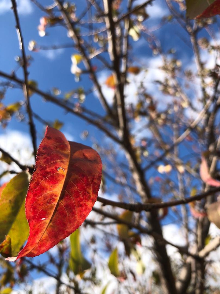 autumn is the most beautiful season i think:)