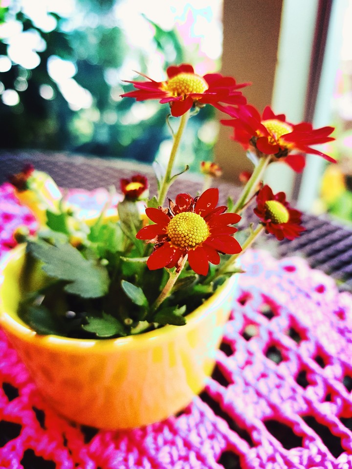 flowers