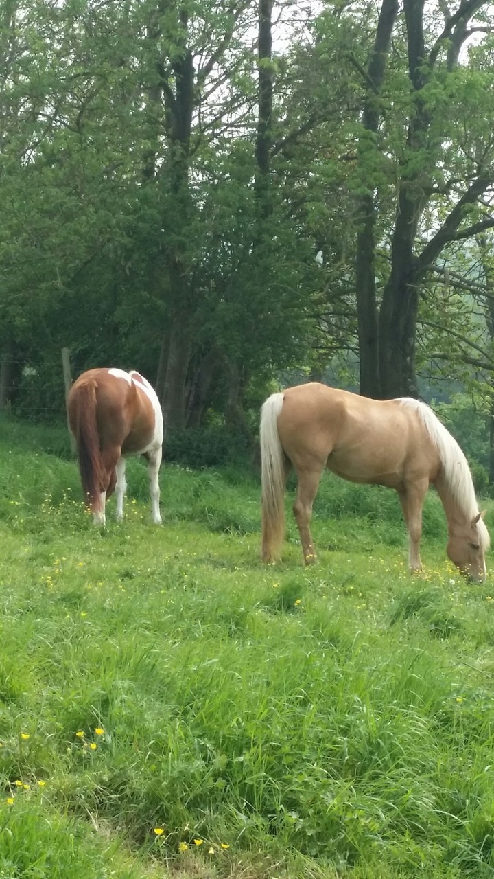 promenade en campagne