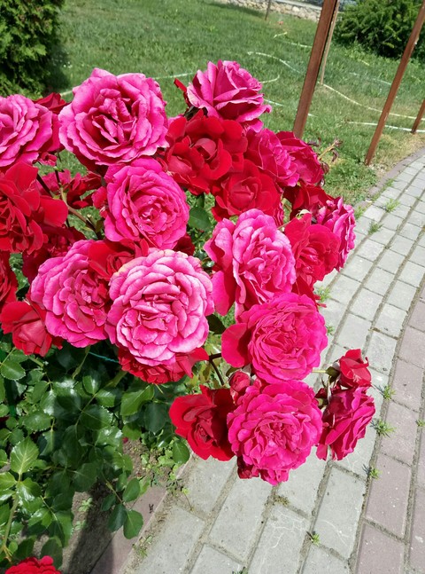 розочки