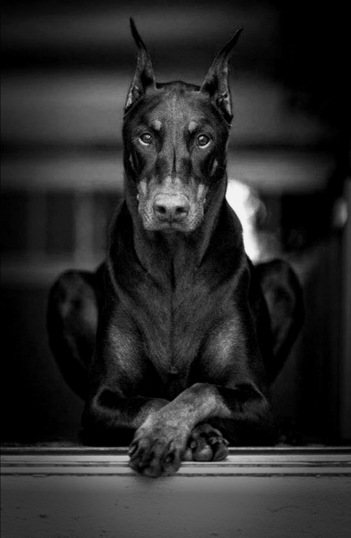 good dog