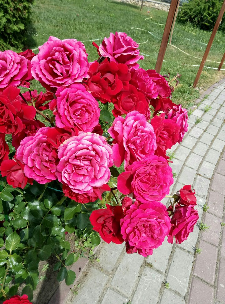 розочки