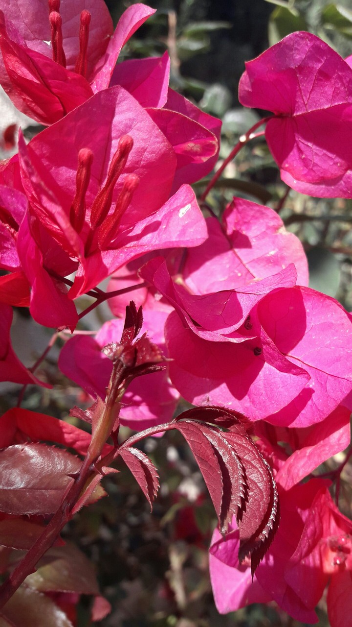 flower