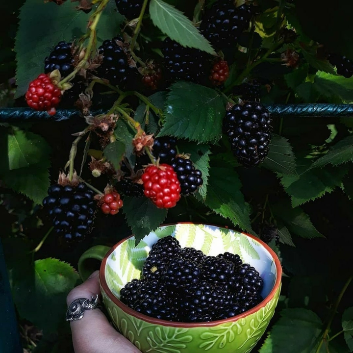 berries