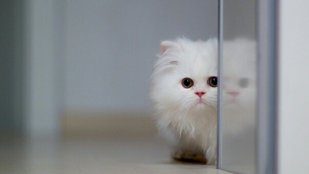 Kitty
