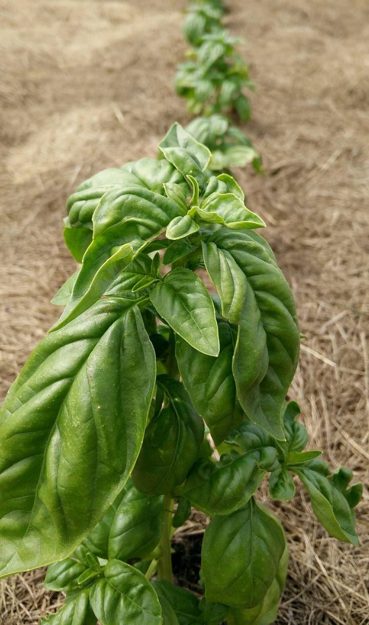 Basil