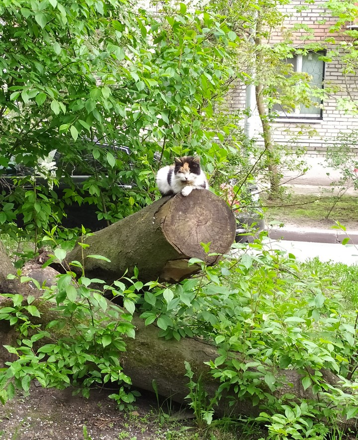 Мя