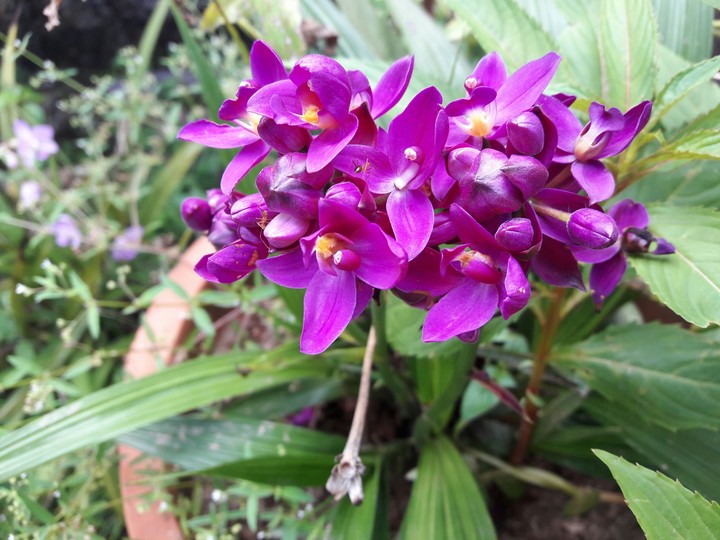 orchid