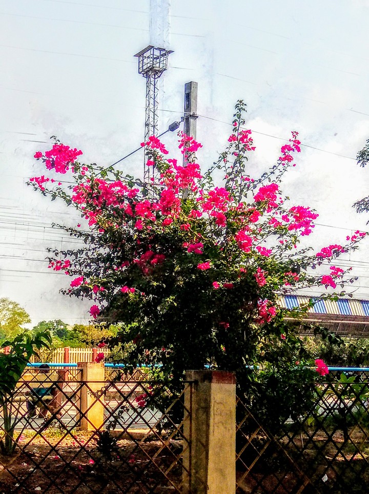 tree