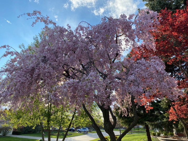 Colourful Trees