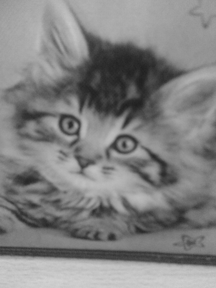 A free cat
