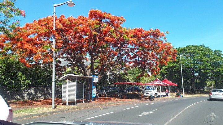 Le Flamboyant de la Reunion