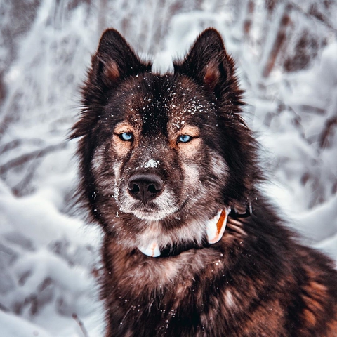 sfondi dog, snow