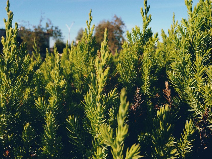 plant