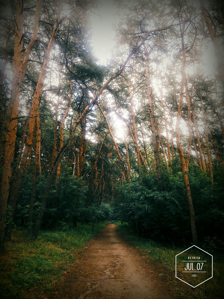 Лес // Forest